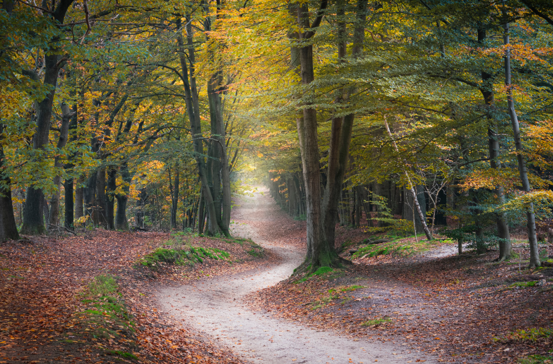 autumn forest